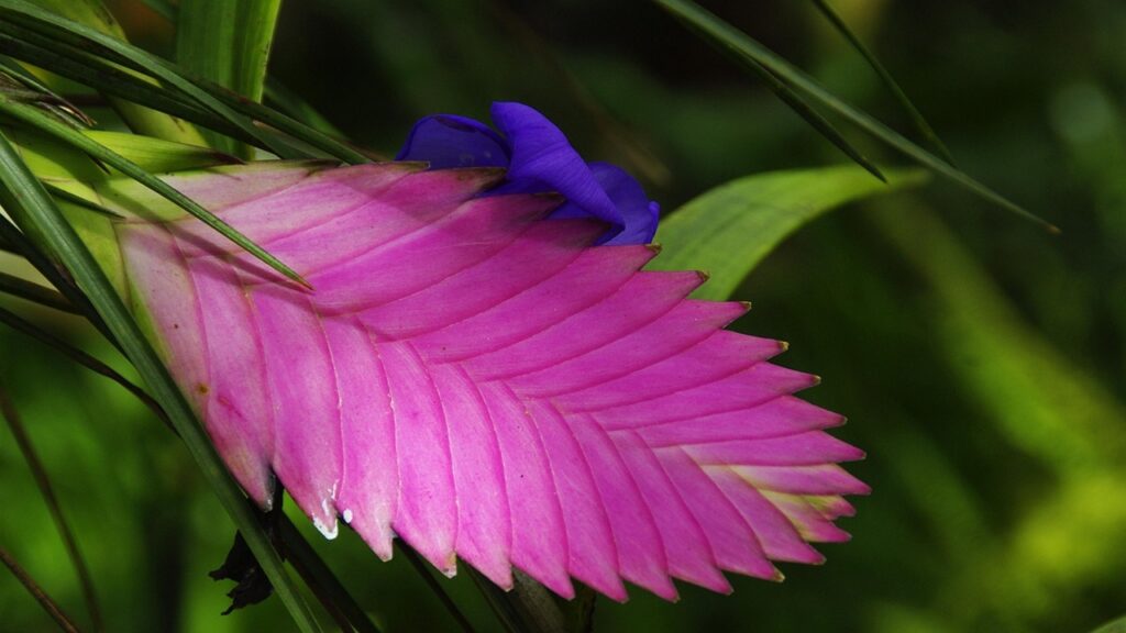 Tillandsia cyanea: trucchi e segreti per coltivare la pianta dal pennacchio rosa
