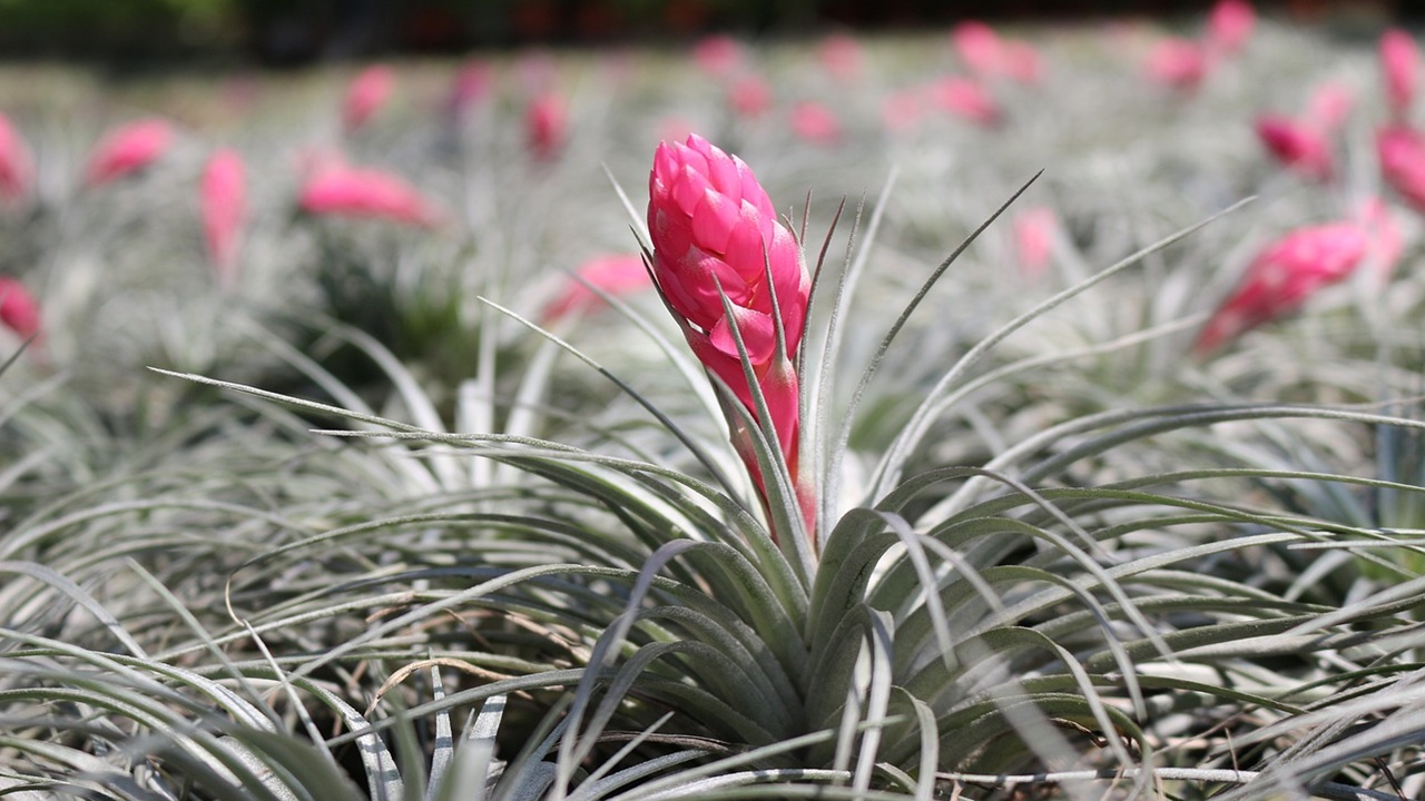 tillandsia cyanea