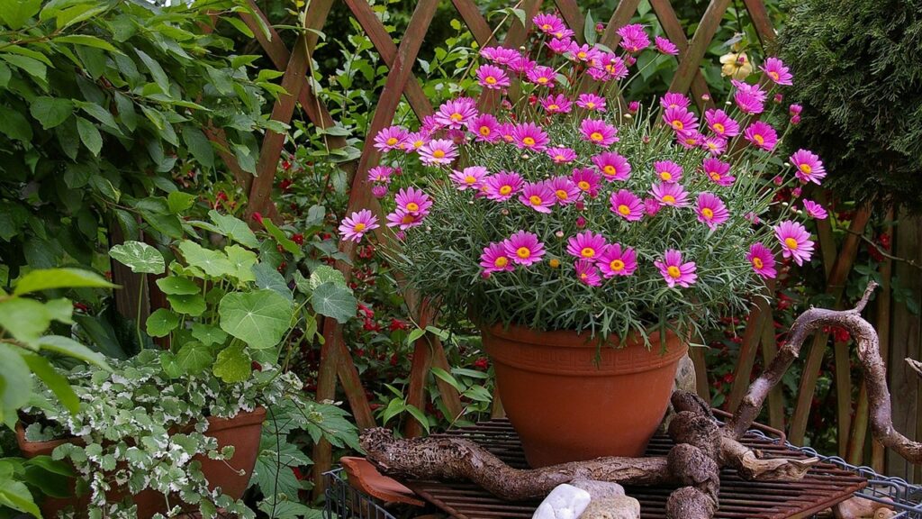 Attenzione a questo trucco per aumentare il drenaggio dei vasi: danneggia le piante!