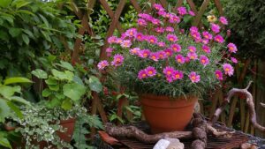 Attenzione a questo trucco per aumentare il drenaggio dei vasi: danneggia le piante!