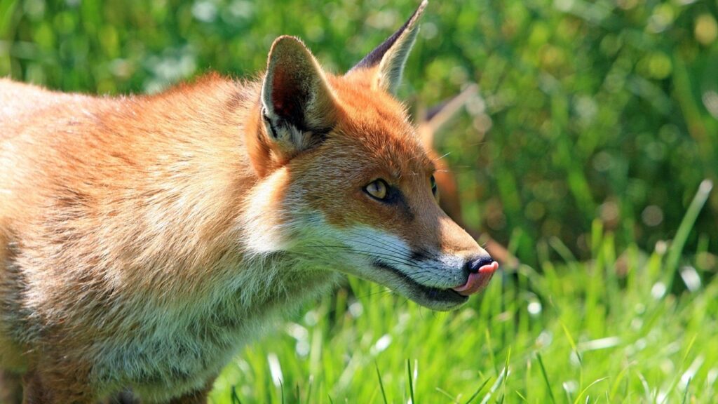 Come tenere le volpi lontane dal giardino con questo semplice ingrediente