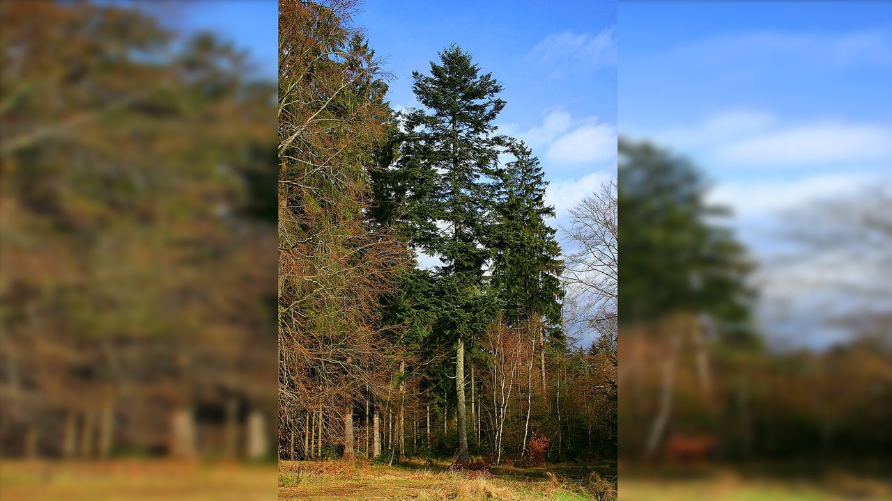abies alba