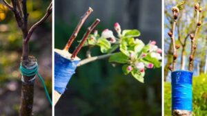 Innesto degli alberi: perché è così importante e come funziona