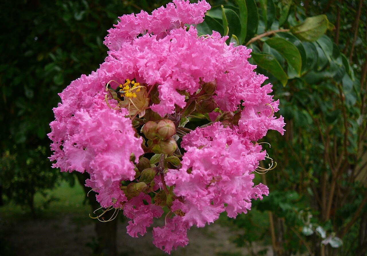 lagerstroemia pianta