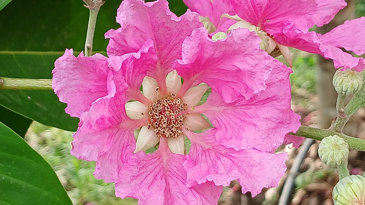 lagerstroemia