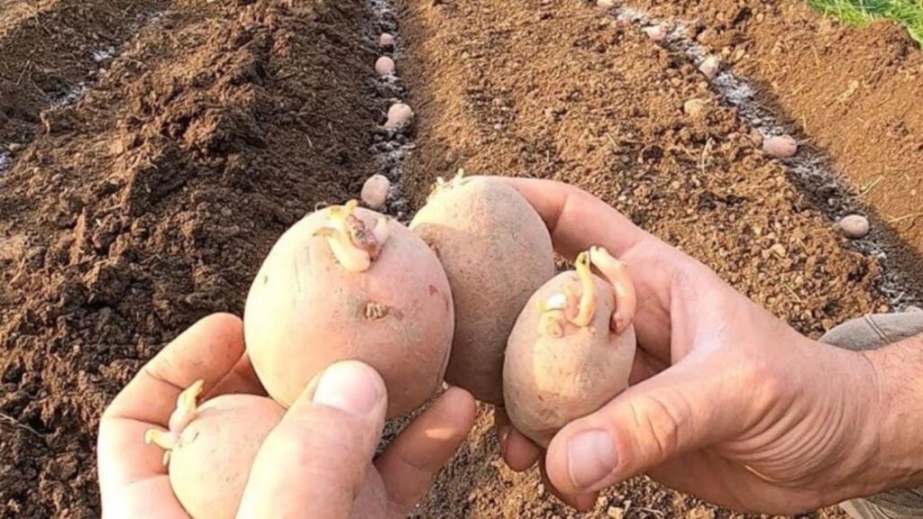 Patate con gemme