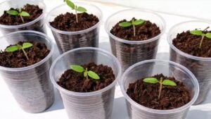 Piantine di pomodoro indebolite? Ecco come renderle più robuste