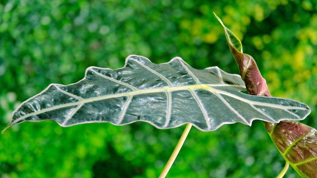 alocasia, piante ingresso