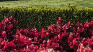 Bordure dai colori caldi per l’estate: quali fiori scegliere?
