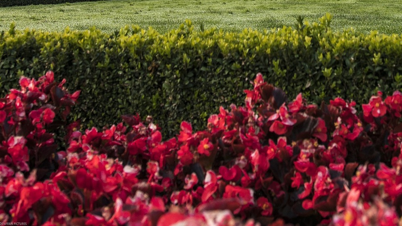 bordure giardino