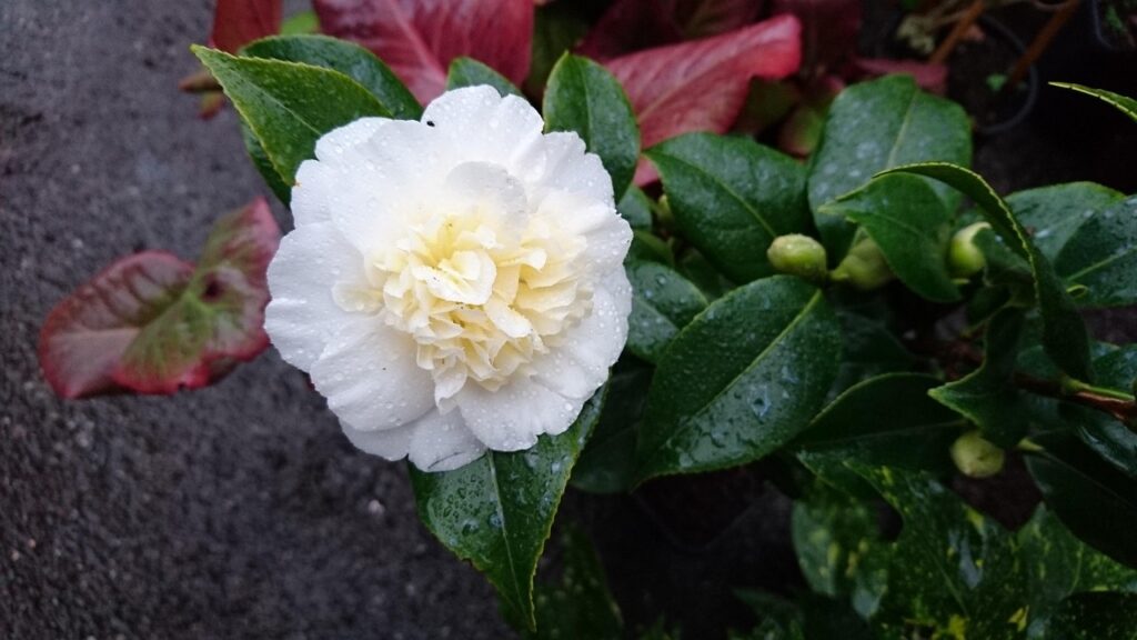 Camelia con macchie bianche sulle foglie? Attenzione a malattie fungine e parassiti