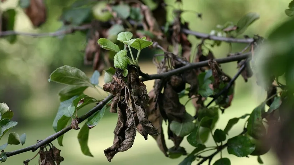 Colpo di fuoco batterico: come riconoscere i sintomi di questa malattia causata dall’Erwinia amylovora