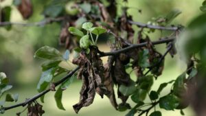 Colpo di fuoco batterico: come riconoscere i sintomi di questa malattia causata dall’Erwinia amylovora