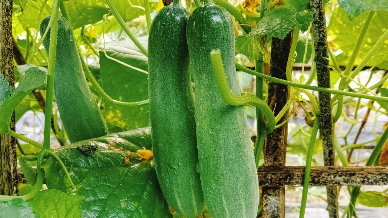 coltivare cetrioli