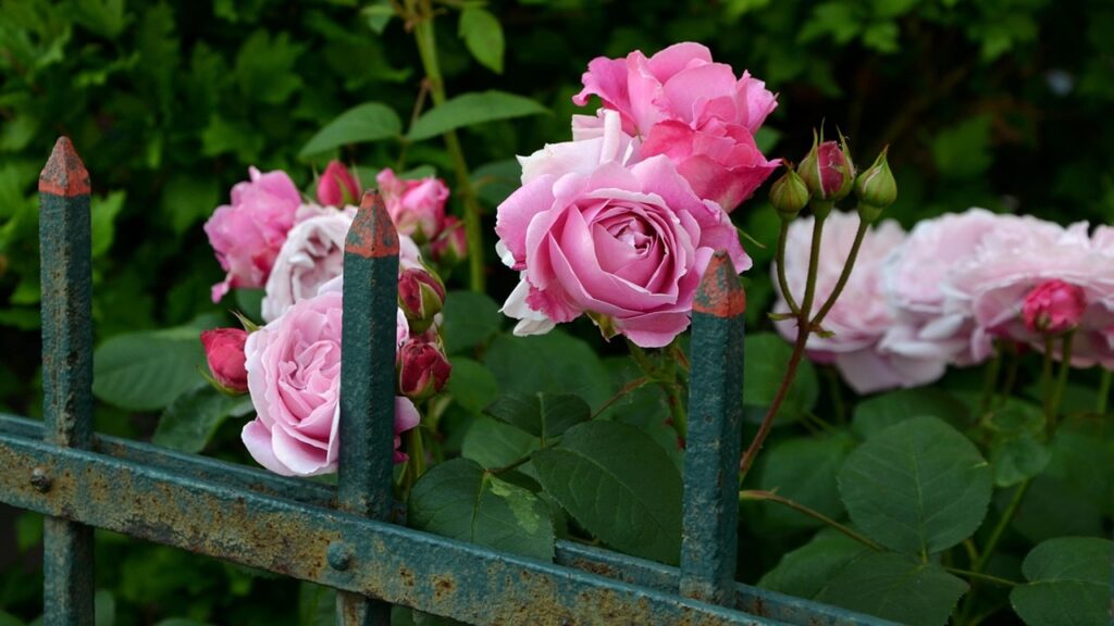 Le 3 regole da rispettare per la consociazione delle rose