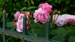 Le 3 regole da rispettare per la consociazione delle rose