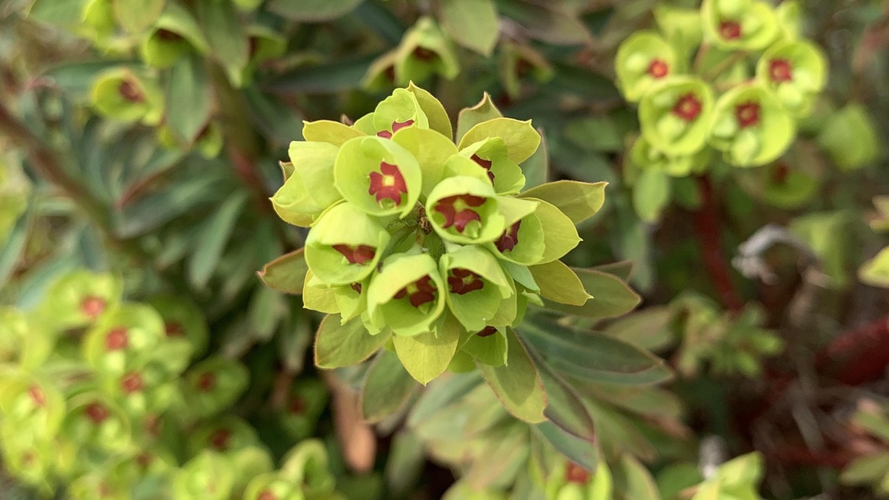 euforbia ciazi