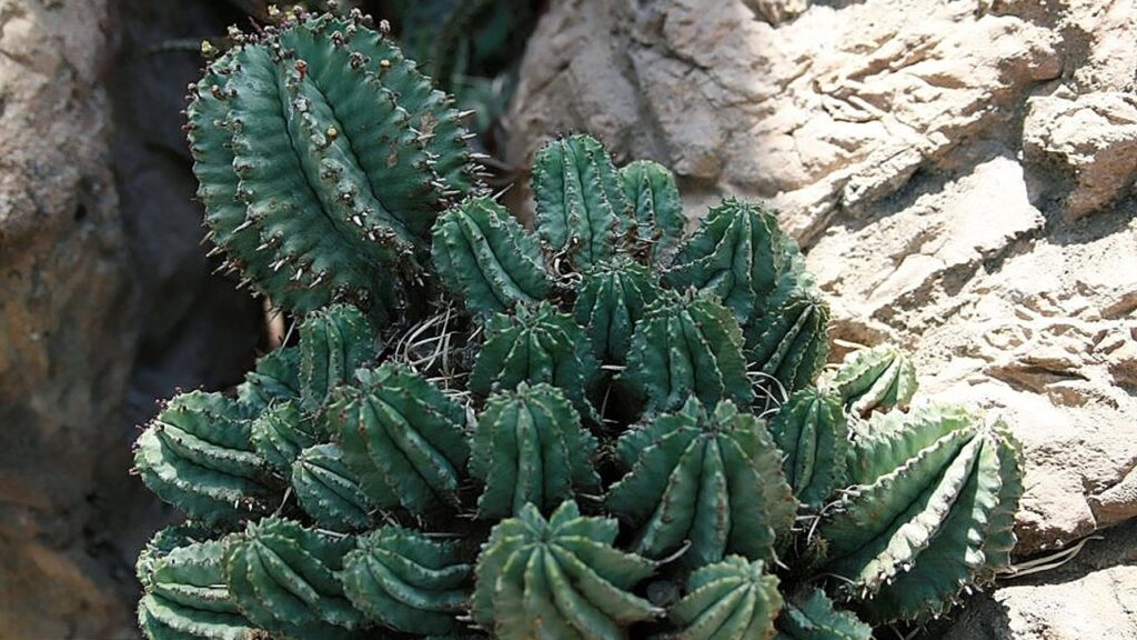 Euphorbia horrida: come coltivare il cactus che non è un cactus