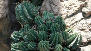 Euphorbia horrida: come coltivare il cactus che non è un cactus