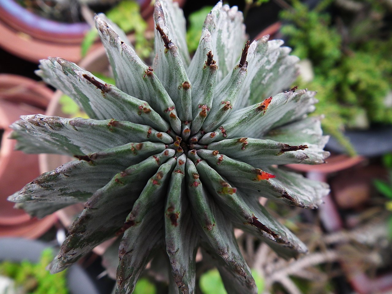 euphorbia horrida cactus