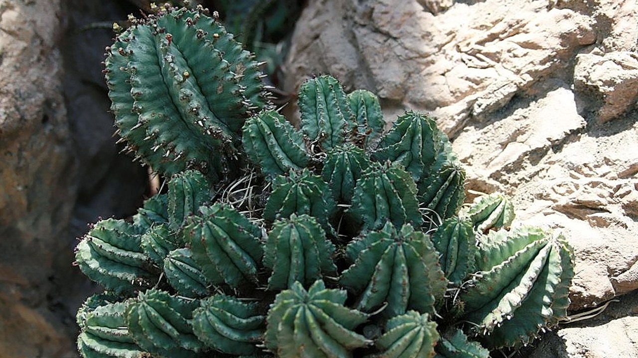 euphorbia horrida