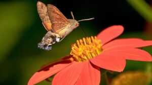 Falene colibrì: perché sono utili in giardino e trucchi per attirarle