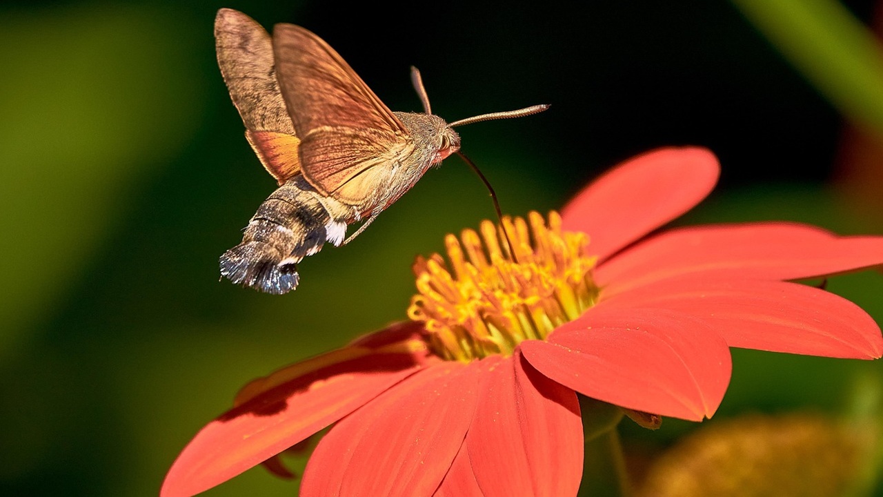 falena colibrì insetto