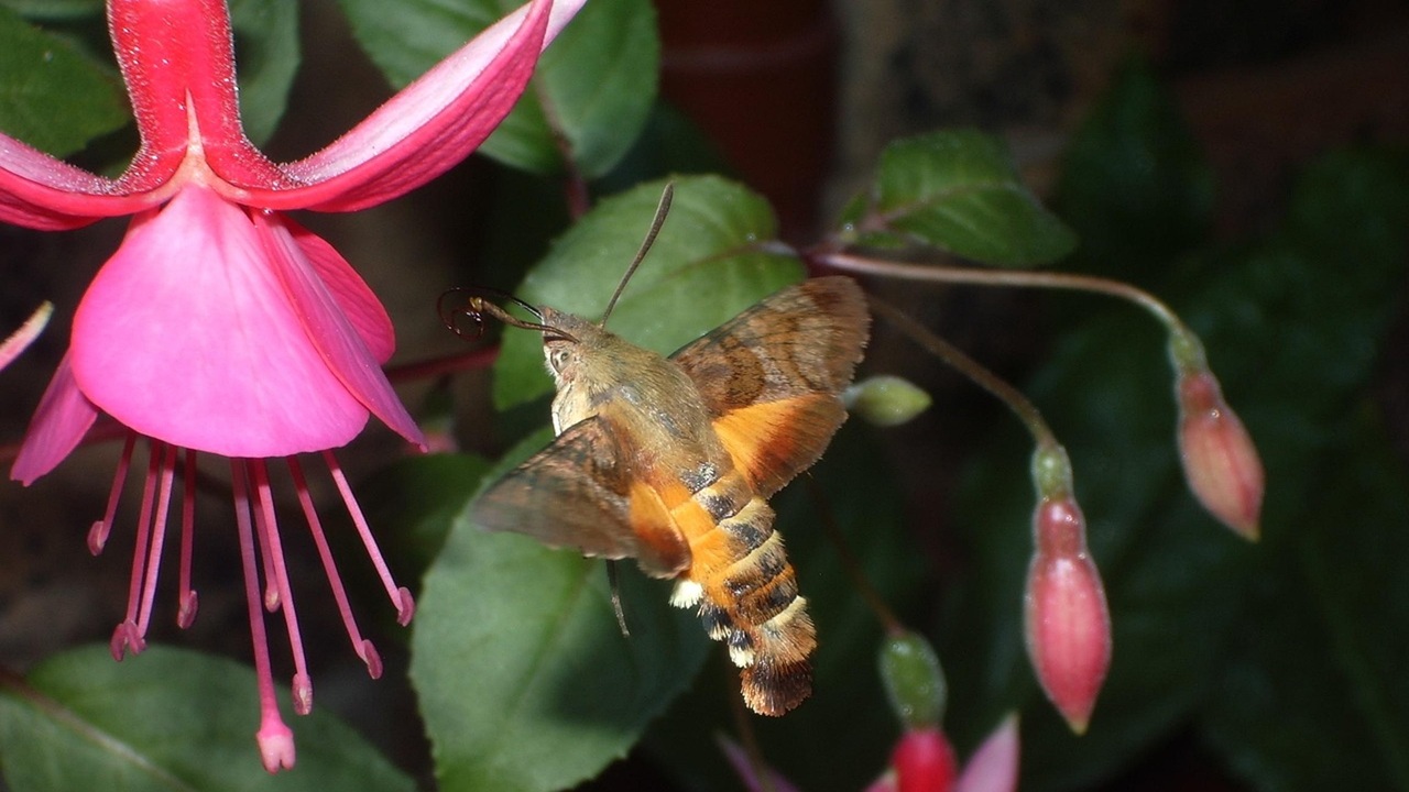falena colibrì