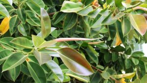 Ficus elastica con foglie gialle che cadono? Potrebbe trattarsi di questo problema