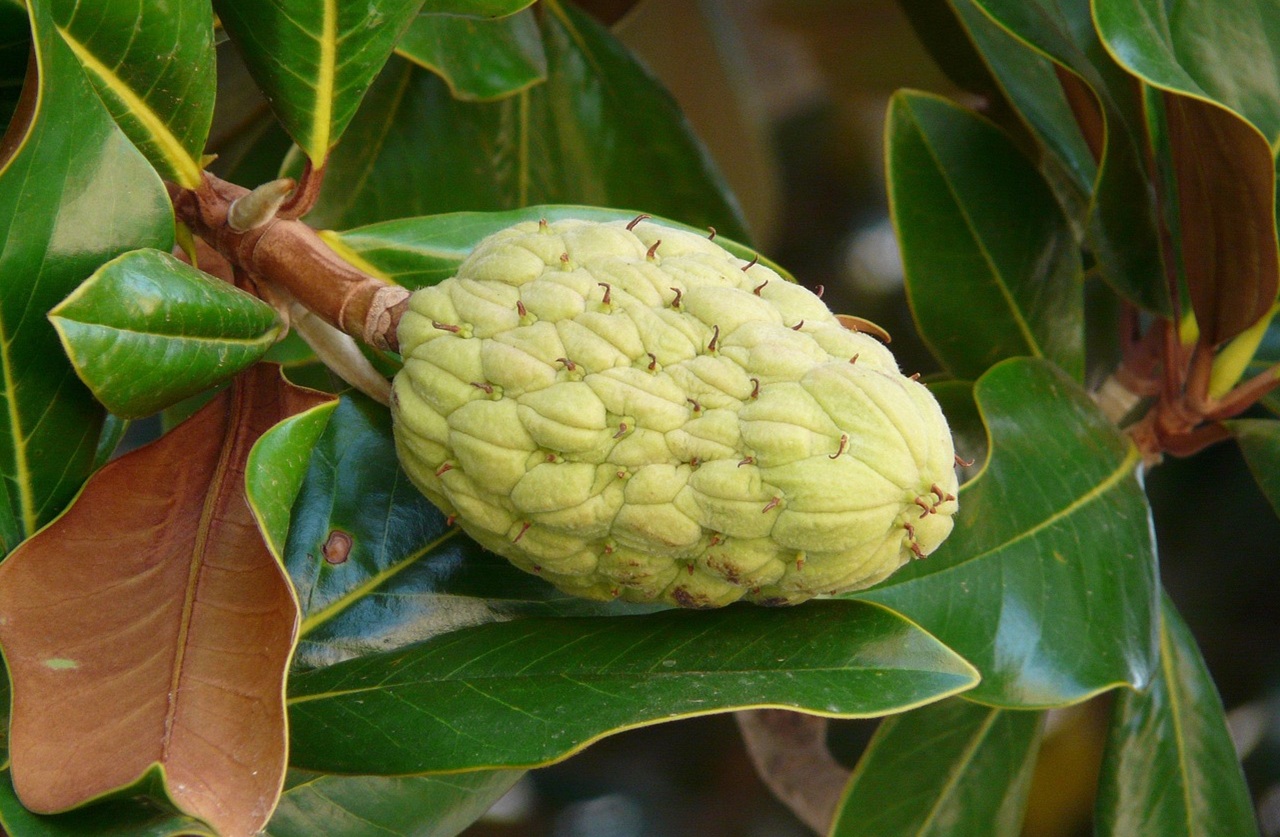 ficus elastica foglie ingiallite