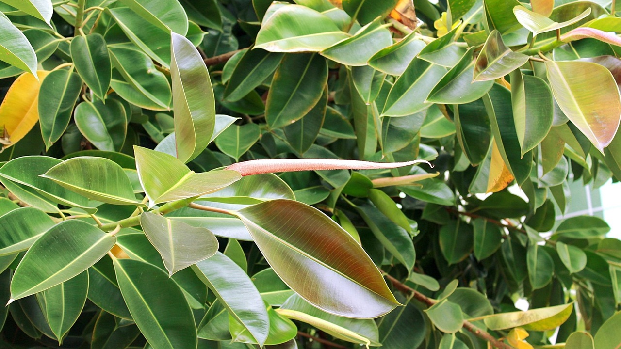 ficus elastica