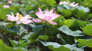 Fiori di loto e ninfee non sono la stessa pianta: ecco le differenze