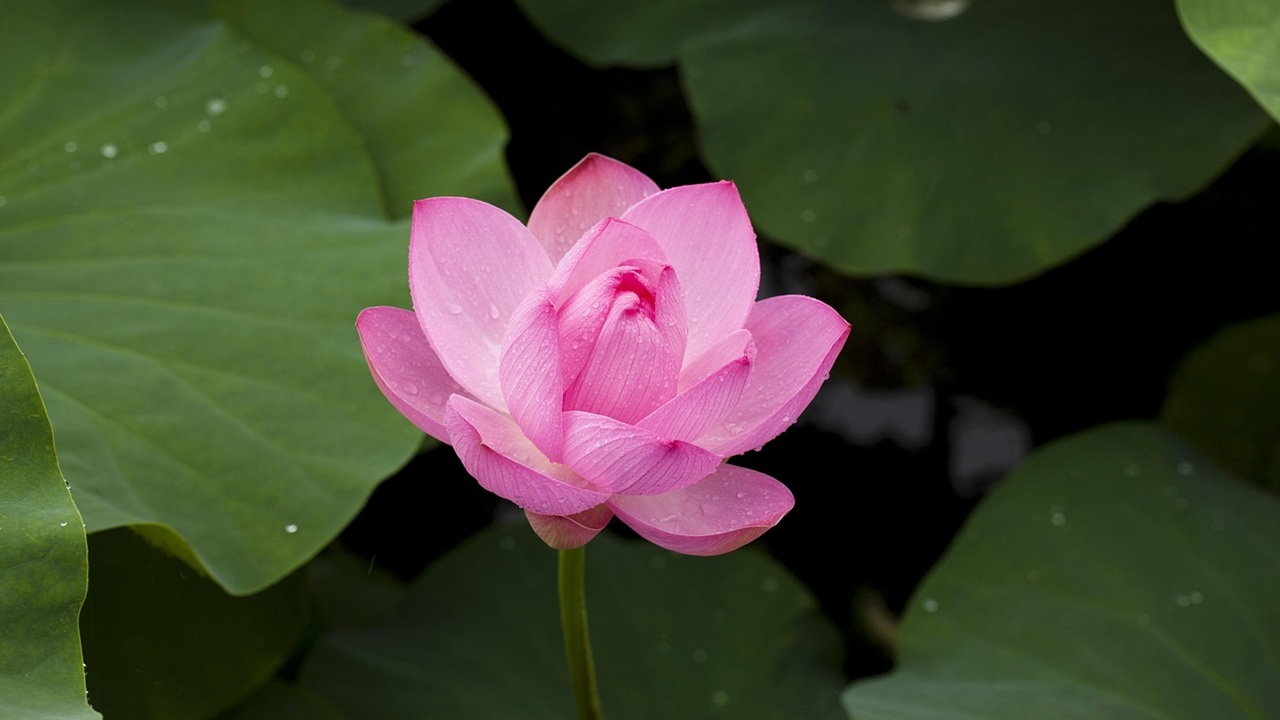 fiore loto