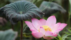 Il fiore di loto non è solo bello: si mangia anche