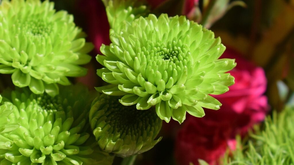 6 fiori recisi che impiegano più tempo ad appassire in vaso