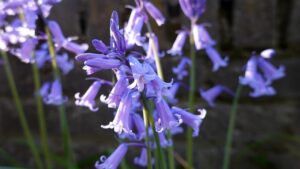 7 fiori selvatici amanti dell’ombra per giardini in stile cottage