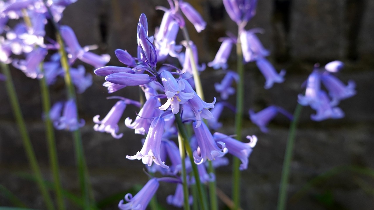fiori selvatici campanule
