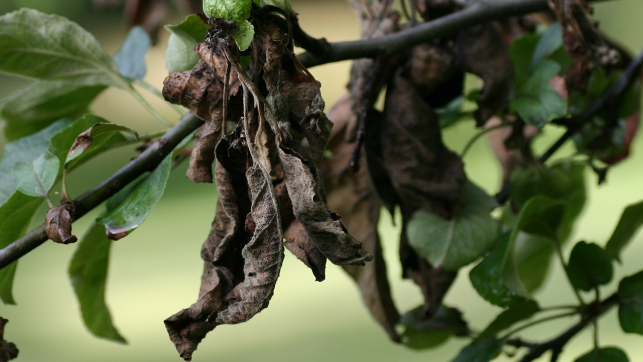 fire blight