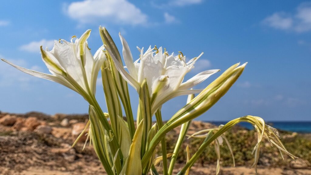 Giglio di mare: trucchi e segreti per coltivarlo in vaso in casa