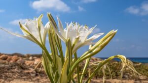Giglio di mare: trucchi e segreti per coltivarlo in vaso in casa
