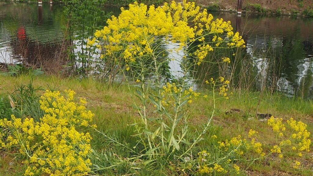 Isatis tinctoria: la Brassicacea da cui deriva un bel pigmento blu indaco