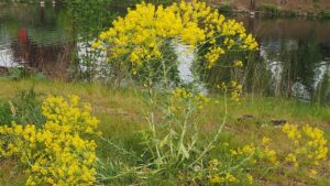 Isatis tinctoria: la Brassicacea da cui deriva un bel pigmento blu indaco