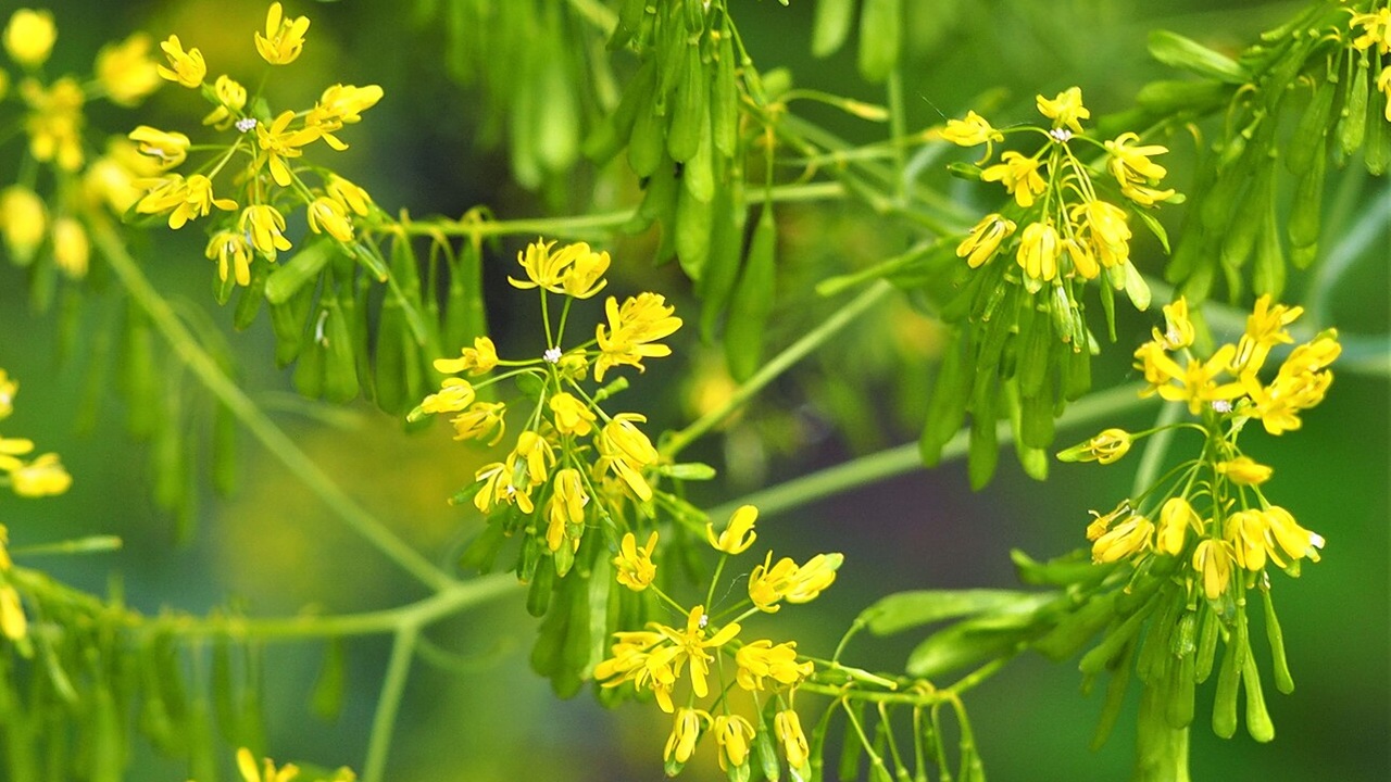 isatis tinctoria fiori