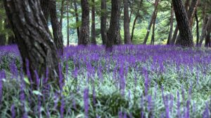 Liriope: come coltivare questa pianta che cresce sia al sole che all’ombra