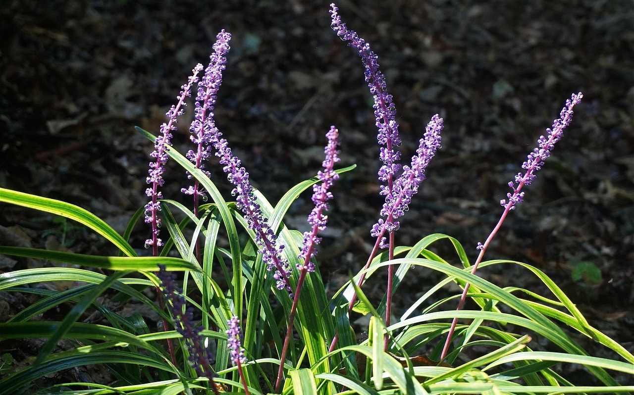 liriope pianta