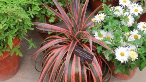 Mangave ‘Kaleidoscope’: come coltivare questa vivace e colorata succulenta