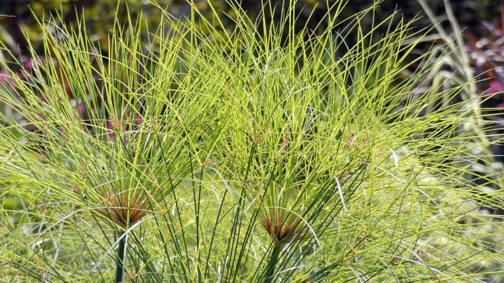 Papiro egiziano: come coltivare con successo il Cyperus papyrus