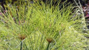 Papiro egiziano: come coltivare con successo il Cyperus papyrus