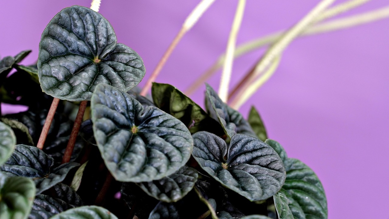 peperomia vasi appesi