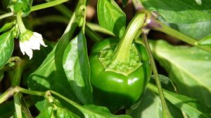 Piante compagne dei peperoni che ne aumentano il raccolto